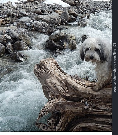 
                Wildbach, Tibet-terrier                   