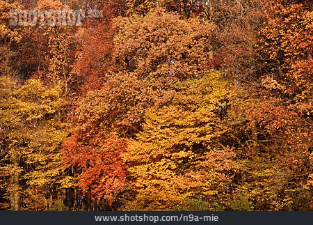 
                Herbstwald, Herbstfärbung                   