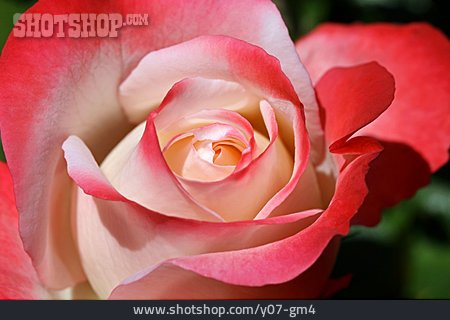 
                Rose, Rosenblätter, Rosenblüte                   