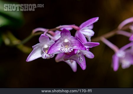 
                Orchideenblüte, Rockorchidee                   