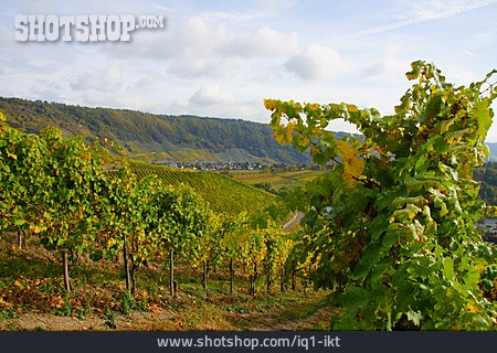 
                Rheinland-pfalz, Weinbauregion                   