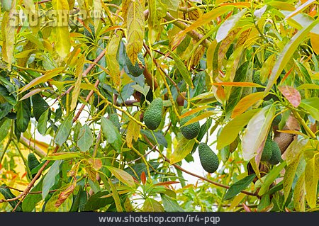 
                Avocado, Avocadobaum                   