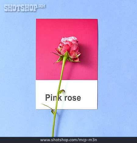 
                Rose, Pink Rose                   