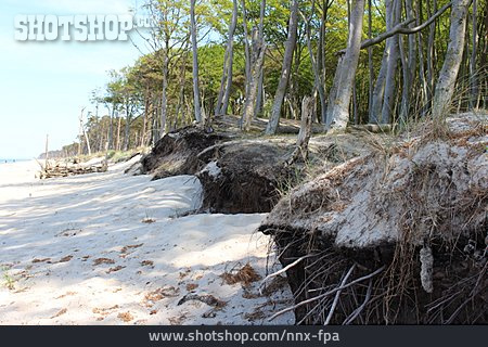 
                Bäume, Ostseeküste, Wurzelwerk                   
