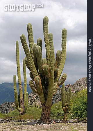
                Kaktus, Kandelaberkaktus                   