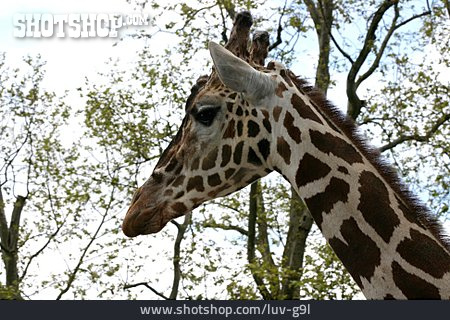 
                Giraffe, Netzgiraffe                   