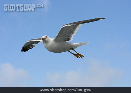 
                Flight, Herring Gull                   