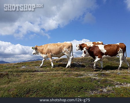 
                Kühe, Alm, Katschberg                   