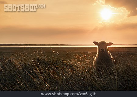 
                Sonnenuntergang, Schaf                   