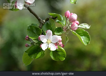 
                Apfelbaum, Obstblüte                   