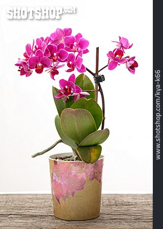 
                Zimmerpflanze, Orchidee                   