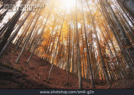 
                Wald, Bäume, Herbstwald                   