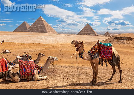 
                Kamele, Pyramiden Von Gizeh                   