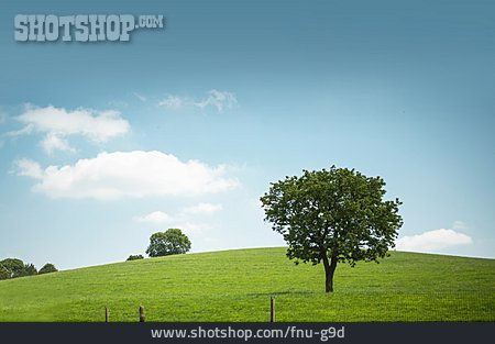 
                Baum, Wiese, Hügel                   