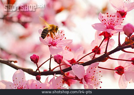 
                Spring, Honey Bee, Almond Blossom                   