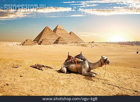 
                Pyramiden, Kamel                   
