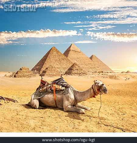 
                Kamel, Pyramiden Von Gizeh                   