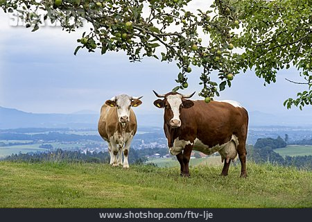 
                Kühe, Bayern                   