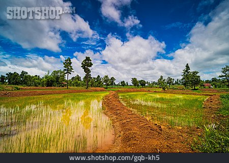 
                Reisfeld, Thailand, Reispflanze                   