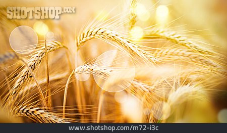 
                Getreide, Weizen                   