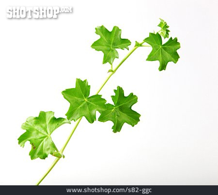 
                Pflanzenblatt, Pelargonien                   