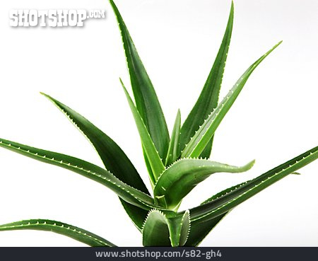
                Echte Aloe                   