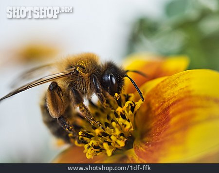 
                Blüte, Pollen, Honigbiene                   