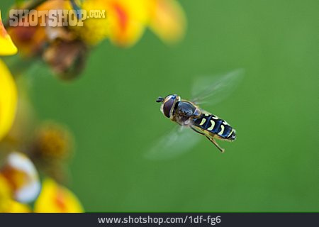 
                Hoverfly                   