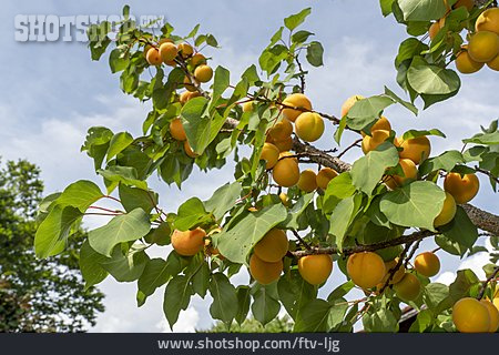 
                Aprikosenbaum                   