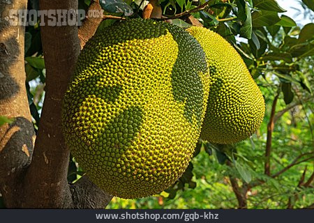 
                Jackfruit                   
