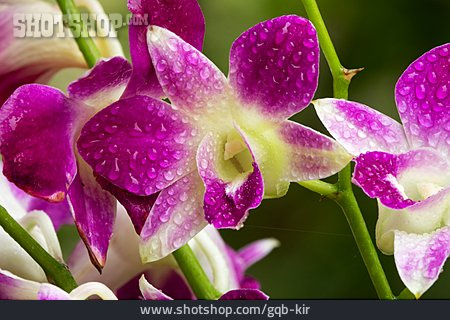 
                Orchidee                   