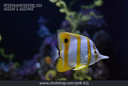 
                Copperband Butterflyfish                   