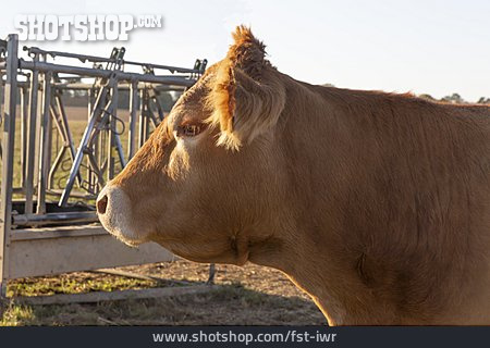 
                Kuh, Bauernhof                   