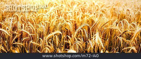 
                Getreide, Weizen, Getreidefeld                   