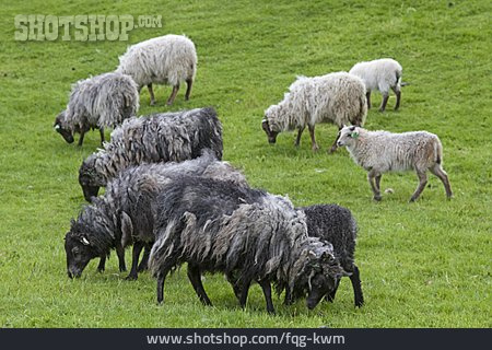 
                Sheep, Norway                   