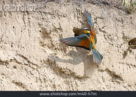 
                European Bee-eater                   
