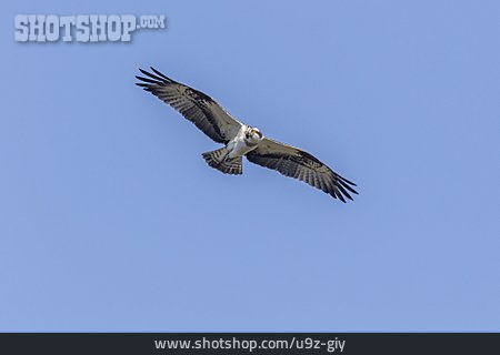 
                Flying, Osprey                   