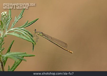 
                Blaue Federlibelle                   