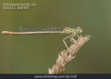 
                Blaue Federlibelle                   