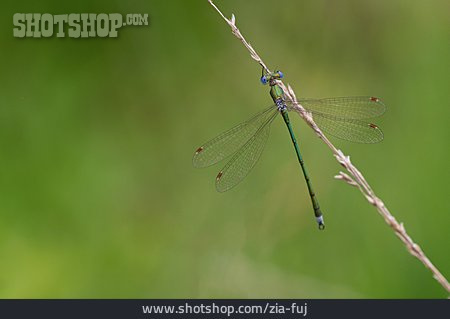 
                Kleine Binsenjungfer                   