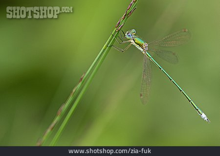 
                Kleine Binsenjungfer                   