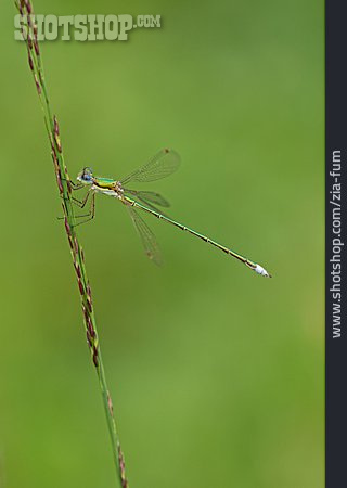 
                Kleine Binsenjungfer                   