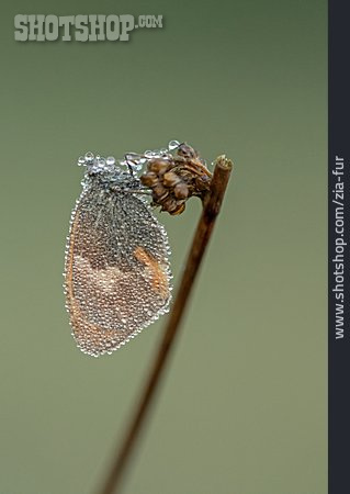 
                Kleines Wiesenvögelchen                   