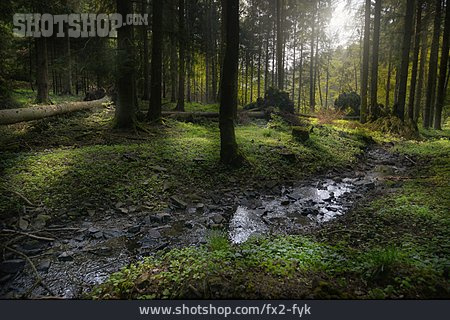 
                Bach, Wald                   