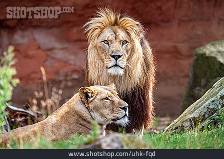 
                Löwe, Tierpaar                   