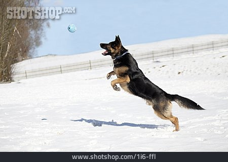 
                Ballspiel, Deutscher Schäferhund                   