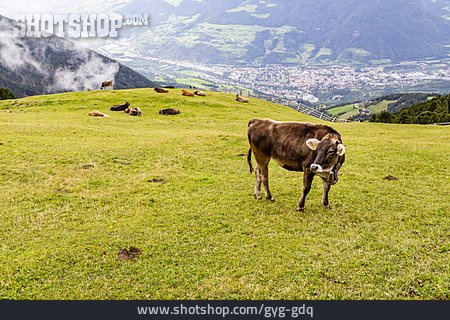 
                Cow, Alp, Alto Adige                   
