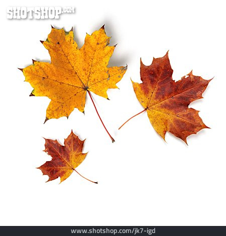 
                Herbstlaub, Ahornblatt, Herbstblatt                   