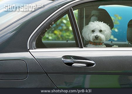 
                Auto, Hund                   