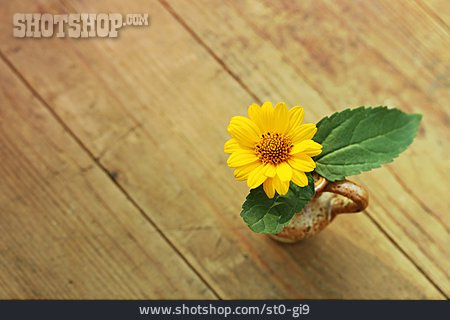 
                Vase, Stauden-sonnenblume                   